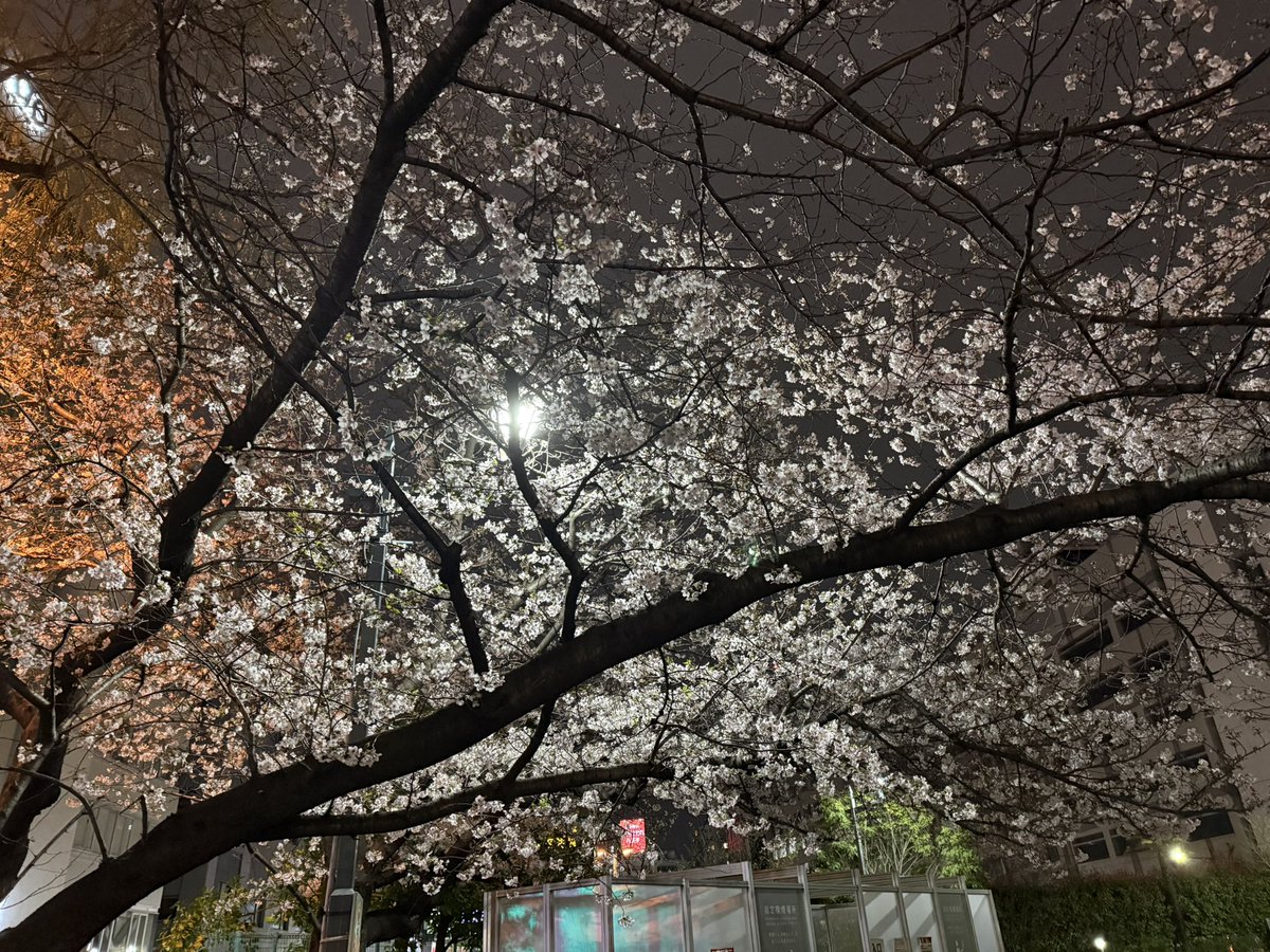 haillin's tweet photo. 今年の桜
とに���くこの2週間以上、死ぬほど忙しくて、気づいたら咲いていた
そして満開になっていた https://t.co/zRVuE2lPvl