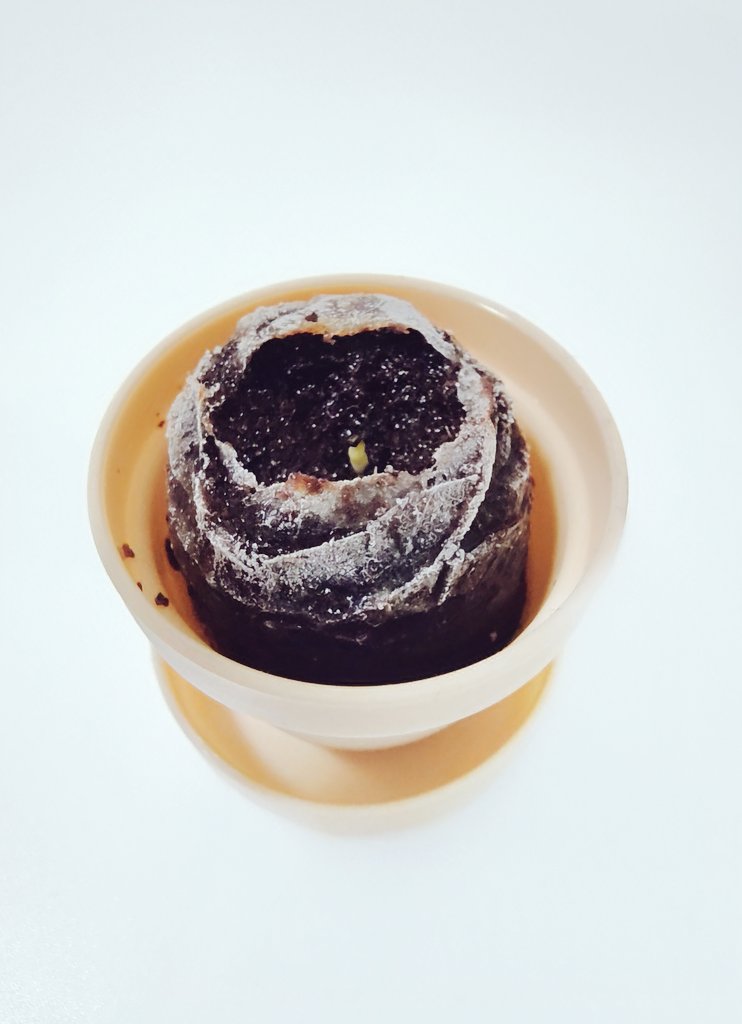 ネルコ tweet media