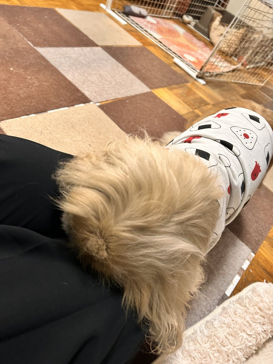 OFUKU_Happy's tweet photo. 本日のバースデードッグおにぎり二号ことハッピー氏🎂
自由気ままにこれからも健やかにJrの心を忘れず過ごしてね💕︎(勢い良すぎてもぐもぐタイム撮れなかったw😭)  #ペキニーズ https://t.co/DOCKO1NfvS