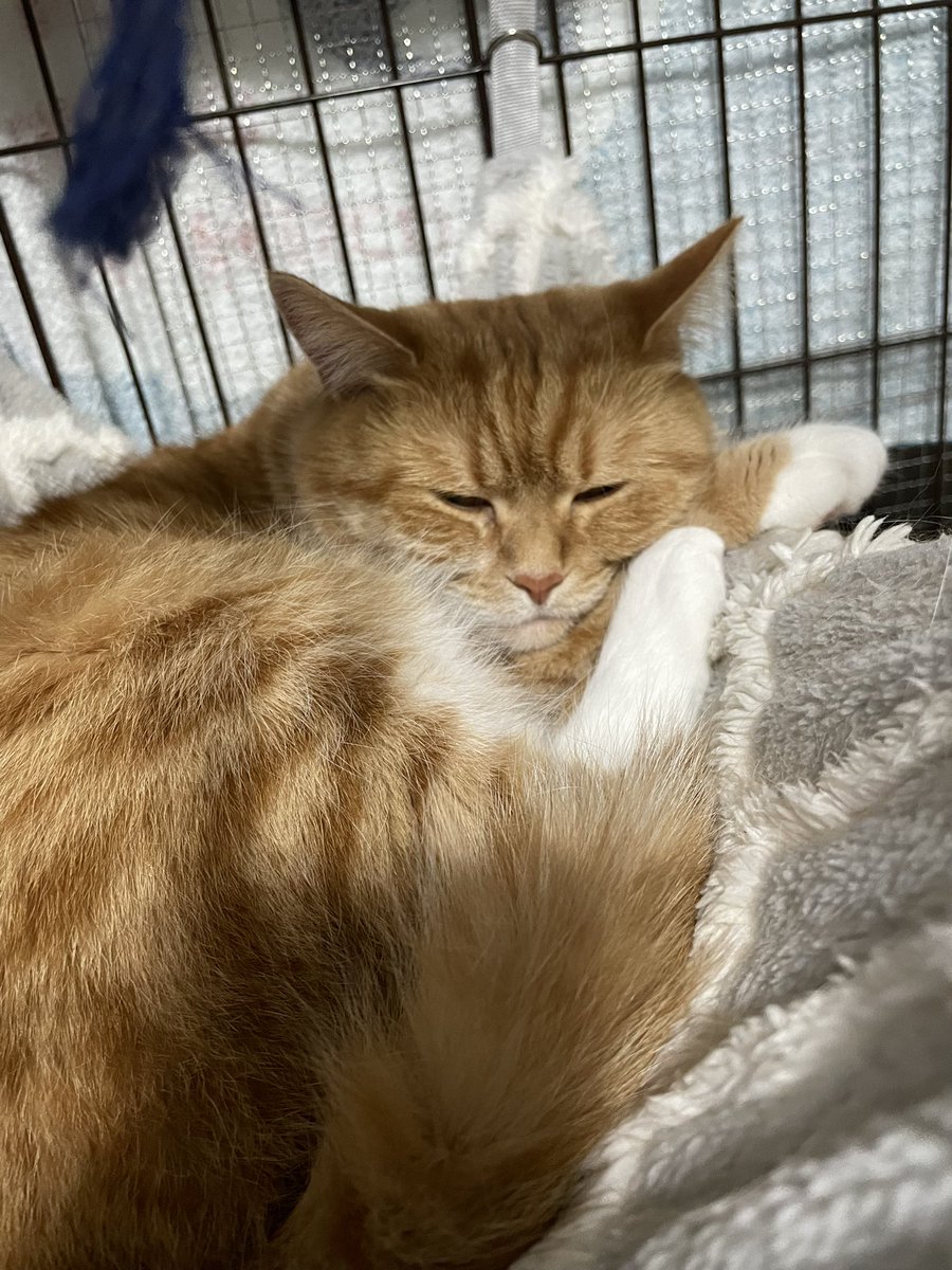 masamasa@横須賀キックス乗り⚡️ tweet media