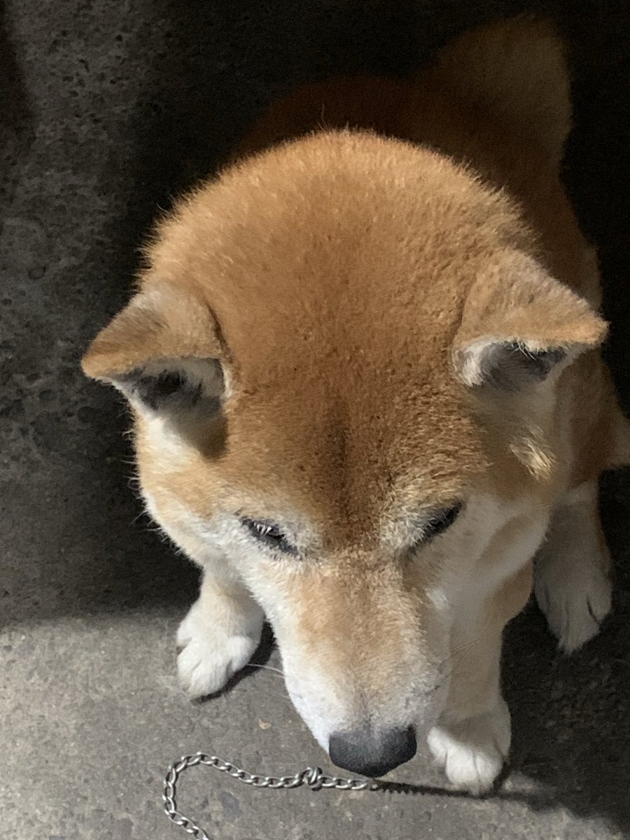 d53 (デコさん)@SSTR_5/30出走🏍️💨 tweet media