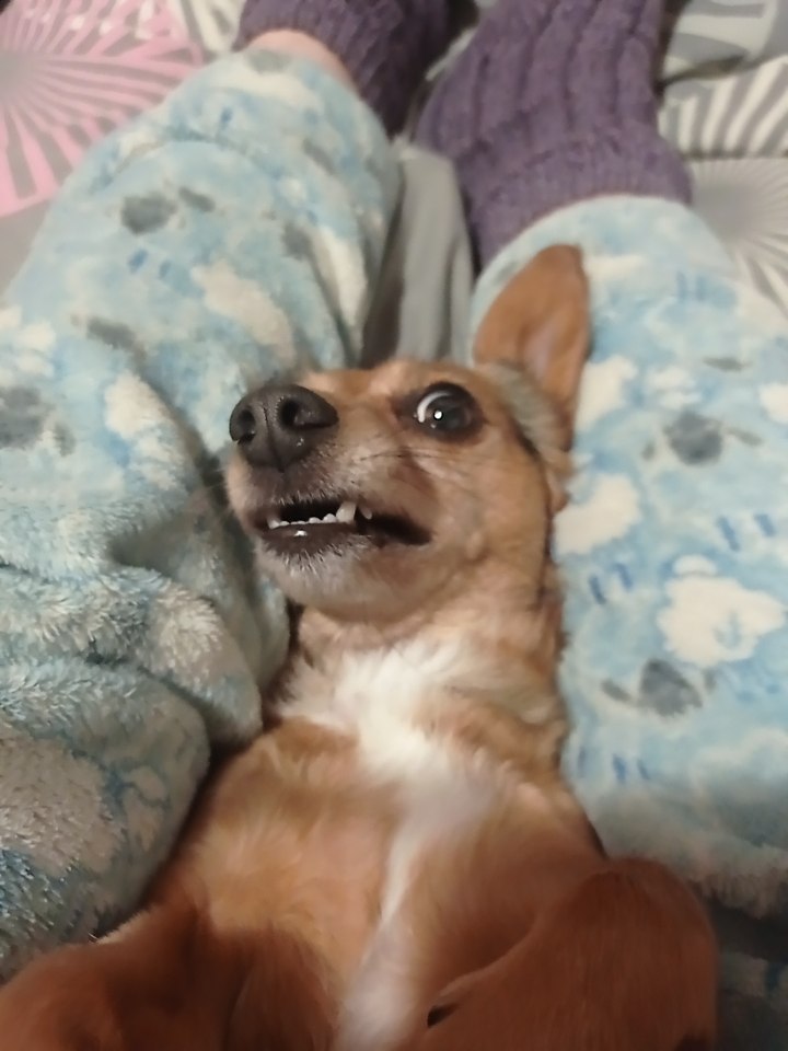 Vomori Hiko (Vtuber) 🦇💨 tweet media