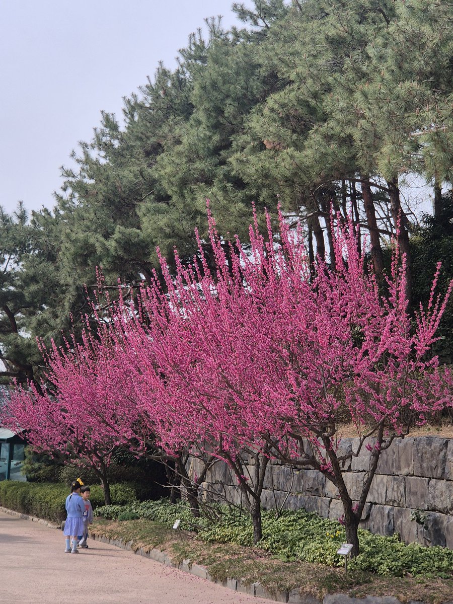 늦은봄 tweet media