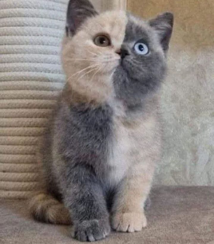 Nimra Shahzadi ❣️ tweet media