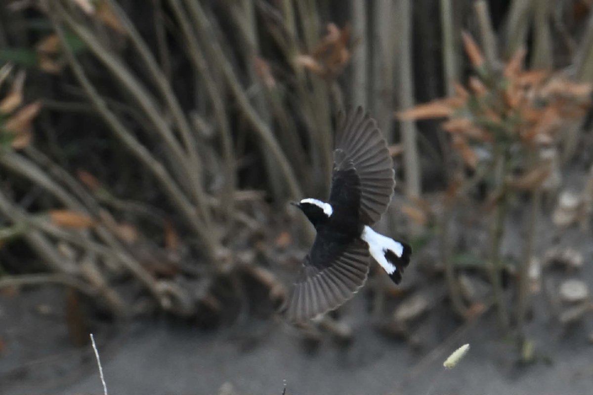 Thanasis Tsafonis tweet media