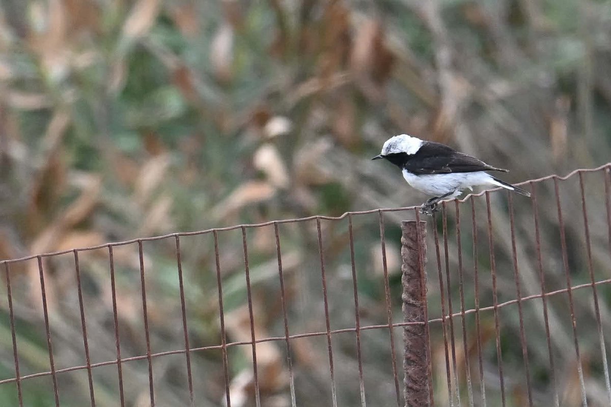 Thanasis Tsafonis tweet media