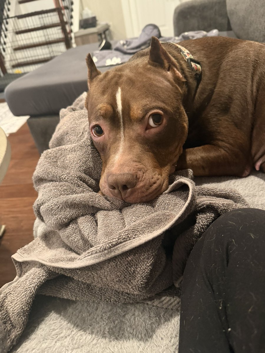 Lola Patolla tweet media