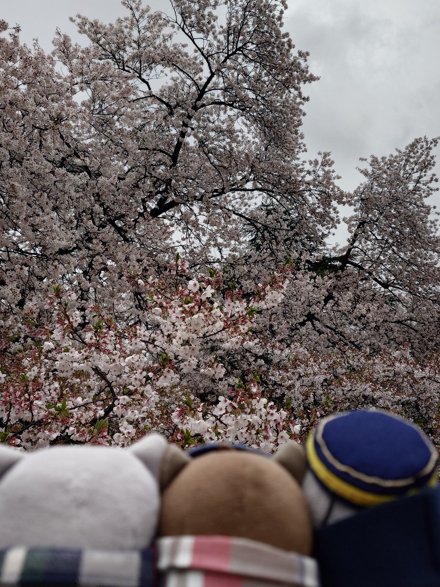 杉本@王道分離帯 tweet media