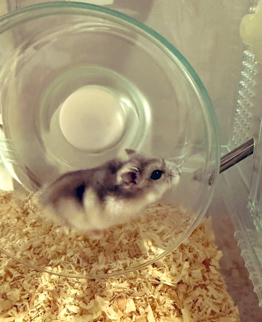 (:3[りおた] tweet media