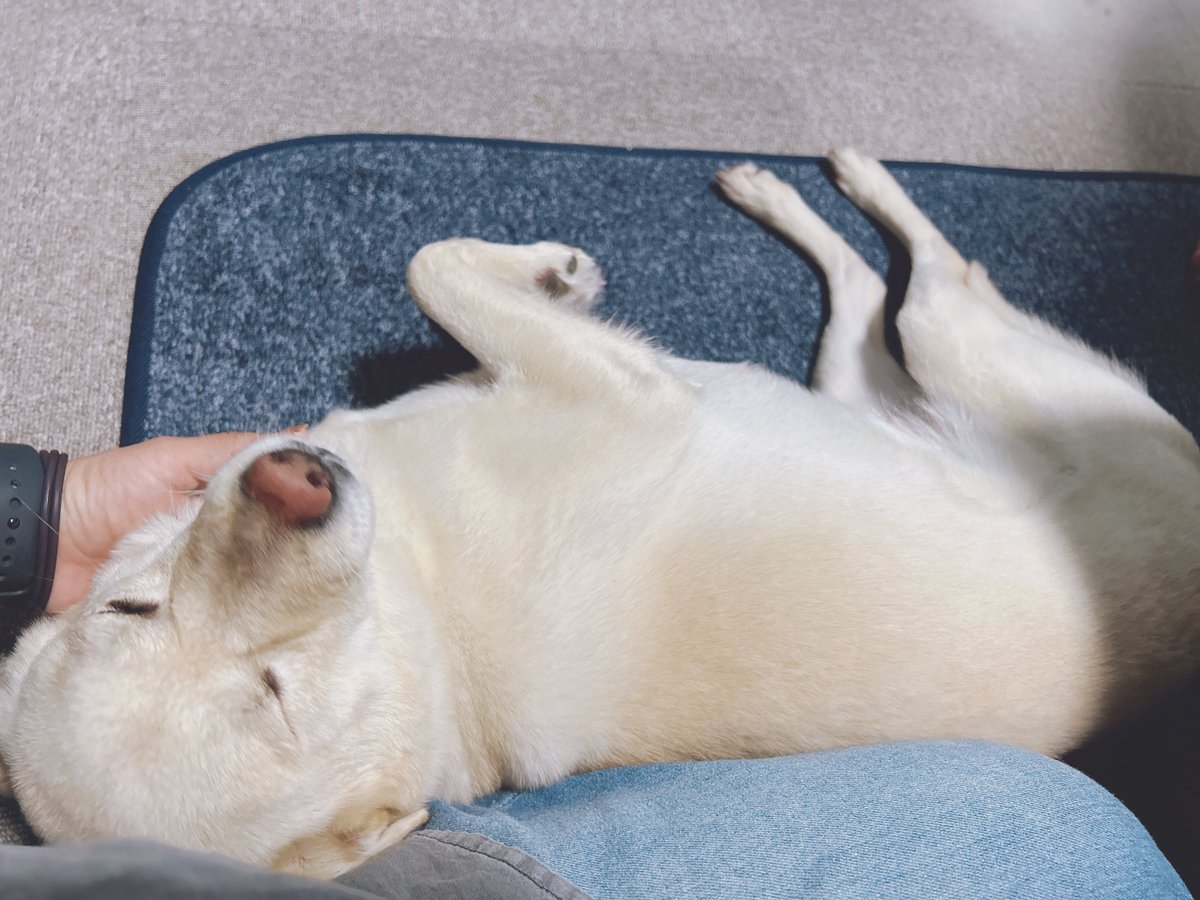 のん🐰 tweet media