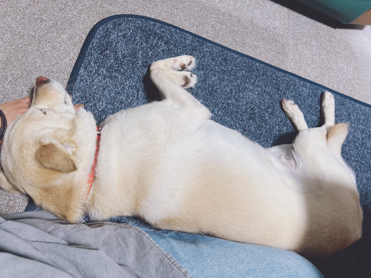 のん🐰 tweet media