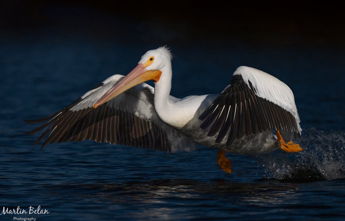 MartinBelan's tweet photo. White Pelican Take Off - Low Key.  #birdphotography #birds https://t.co/Velb227Bbz
