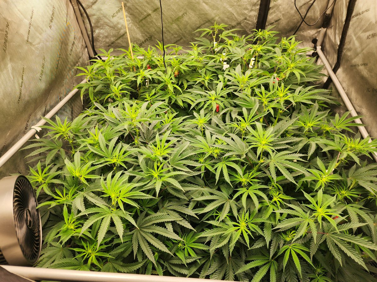 Grayway75's tweet image. GM GM #everyone!  A week into flower &amp;amp; the Frozen Paloma from @Raw_Genetics_ is doing her thing! So glad to finally be at the "exciting" stage!!