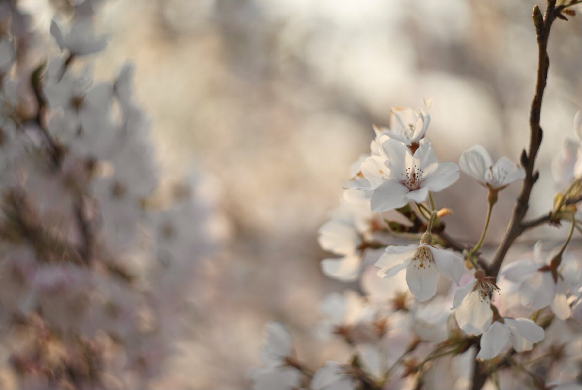 Haguregumo (@turezurehagure) on Twitter photo 