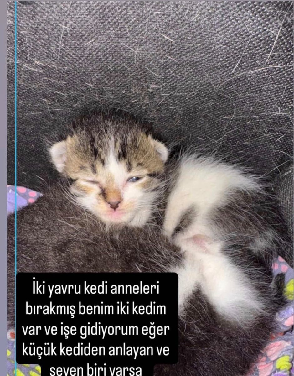 minnakmandalina's tweet photo. Beylikdüzü tarafından süt anne var mı?? Annesiz yavrular bulunmuş çok acil süt anne arıyorlar.‼️ 2 yavru. +90 534 626 23 47 https://t.co/yGwf5nH7wF