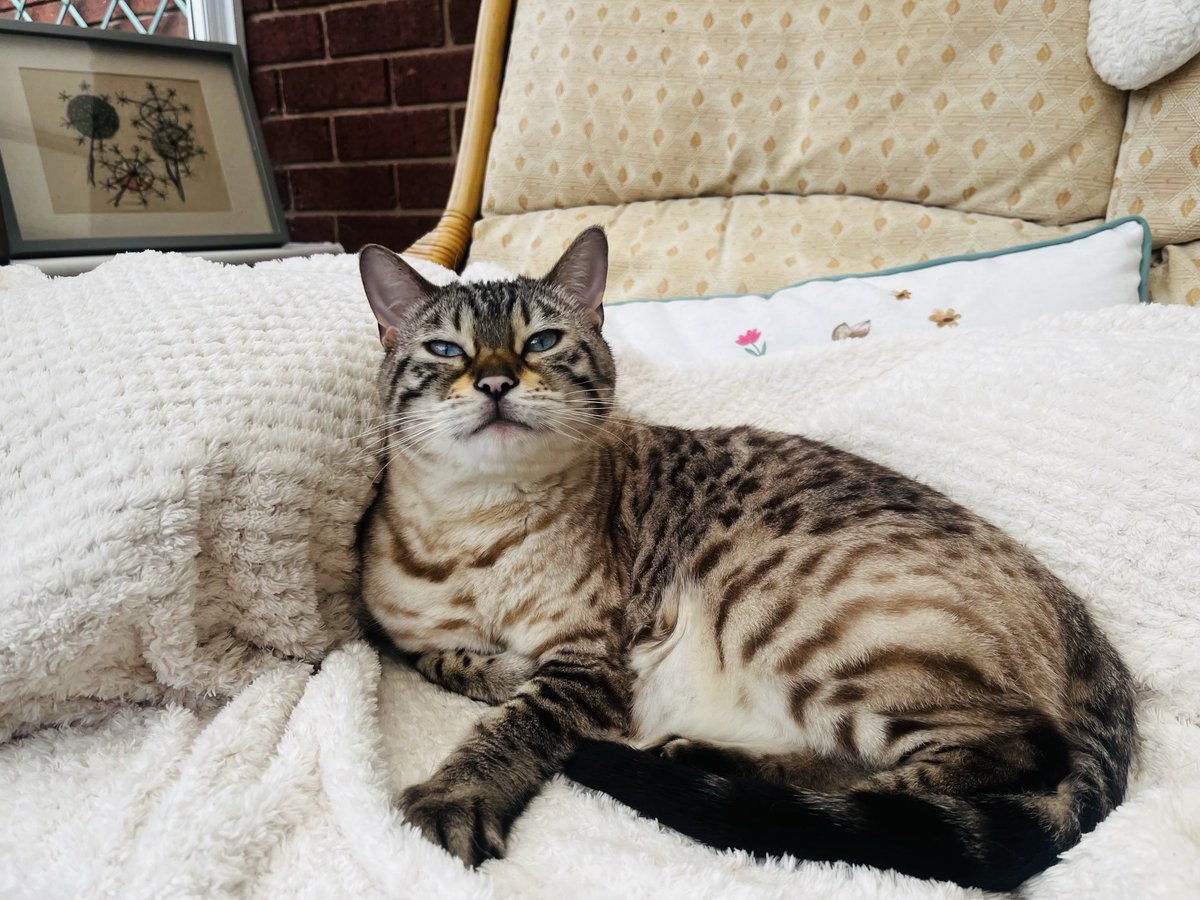 stripeyspotty's tweet image. #Spalife 🐾 💕 #TeamBengal