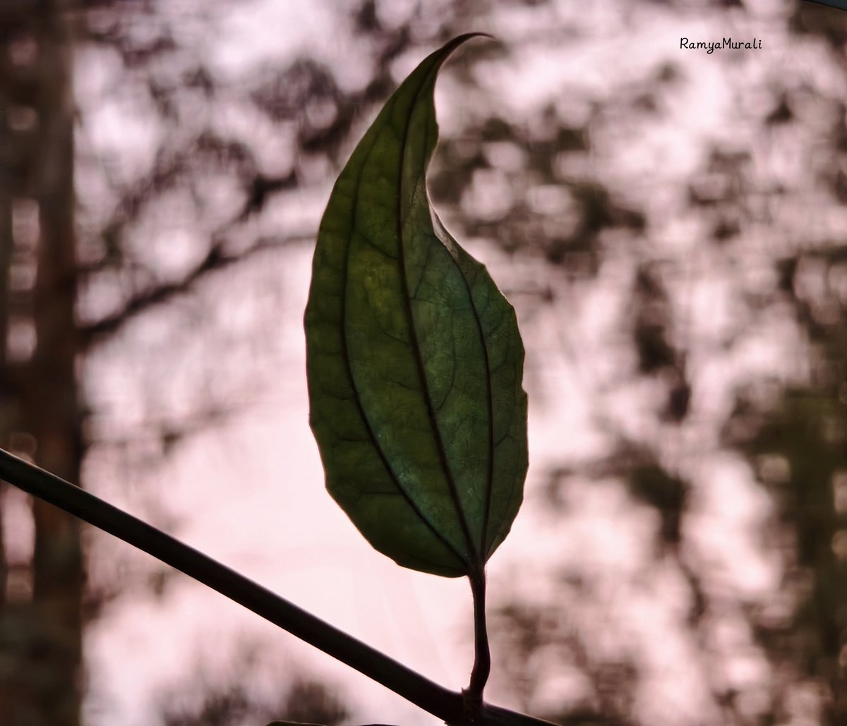 Let's see your leaf photographs..๐๐๐