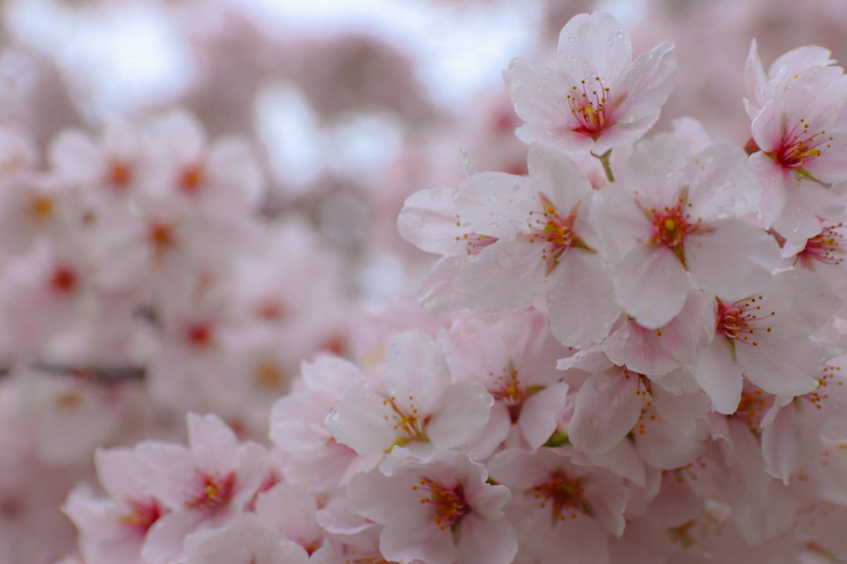 こばとん tweet media