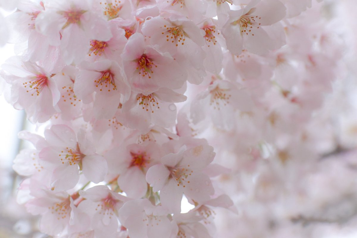 こばとん tweet media