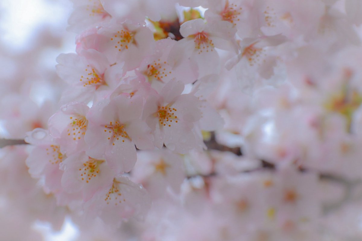 こばとん tweet media