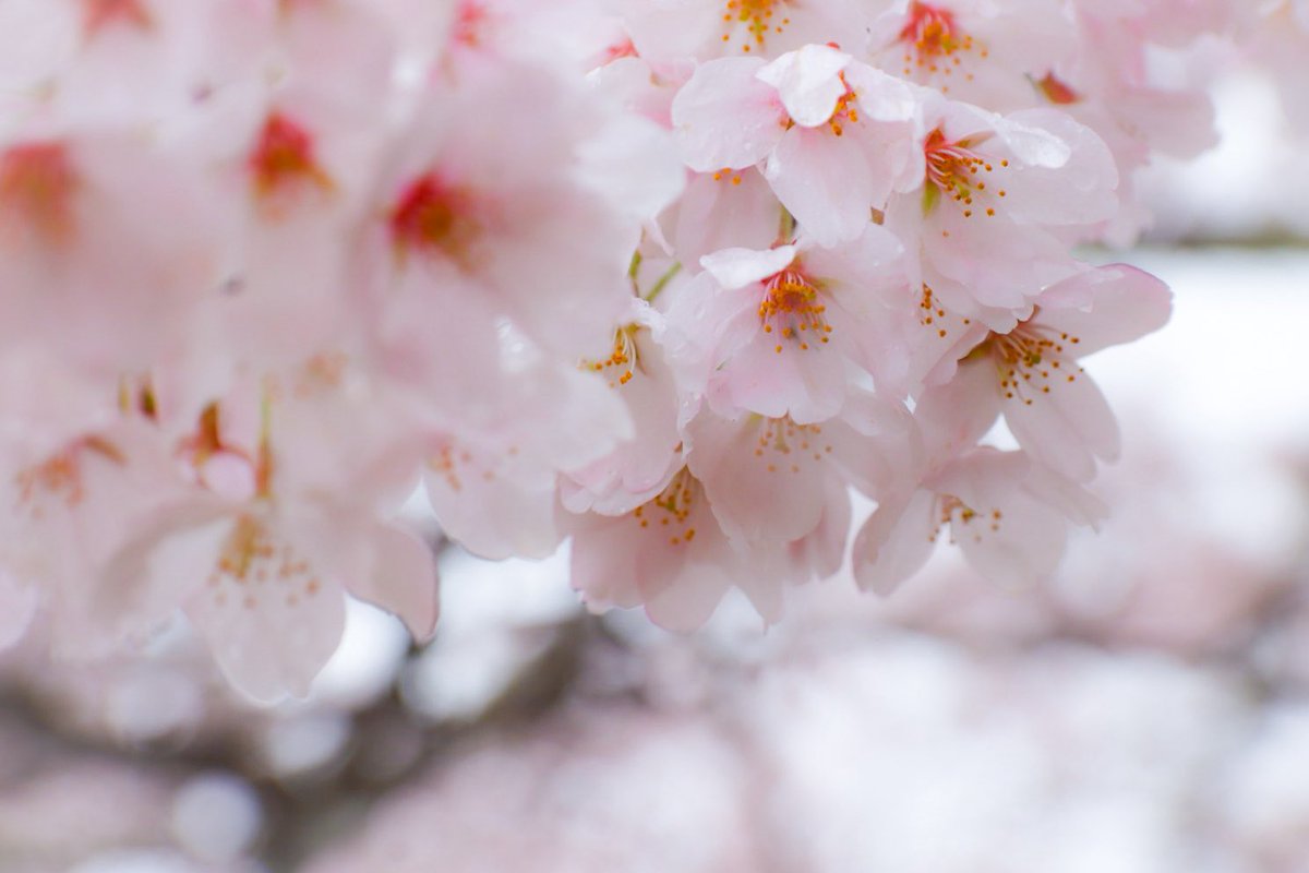 こばとん tweet media