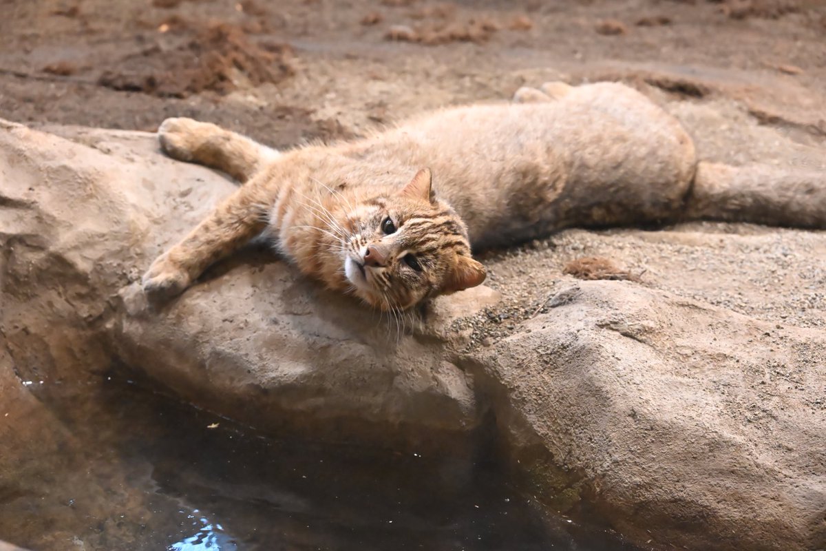 しっぽう tweet media