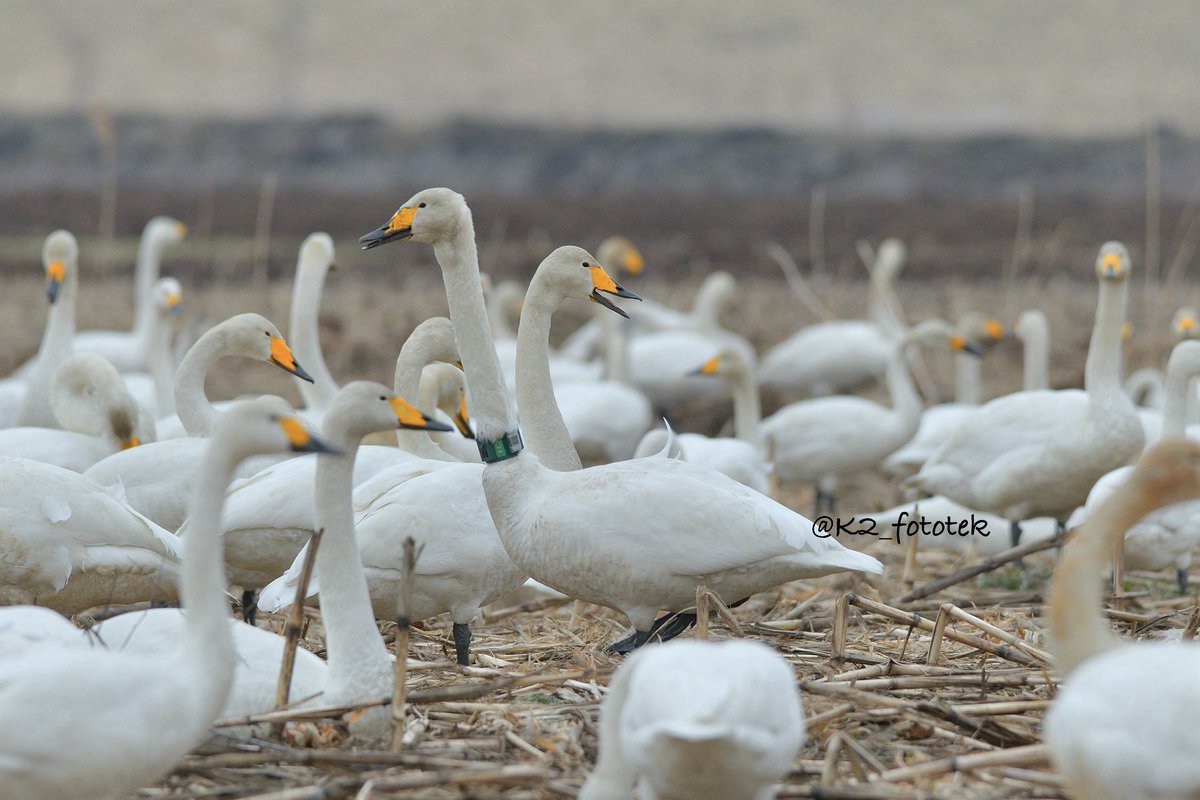 雪猫－写真技研@ 私設移動天文台運用中 tweet media