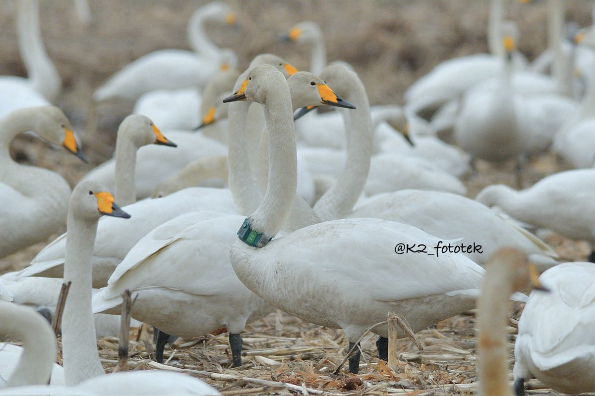 雪猫－写真技研@ 私設移動天文台運用中 tweet media