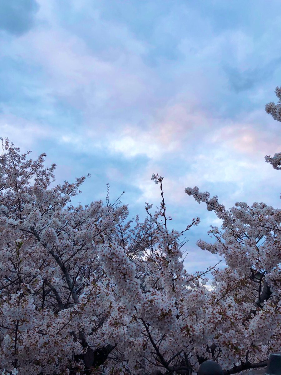 青葉ソラ@うつ病🐈 tweet media