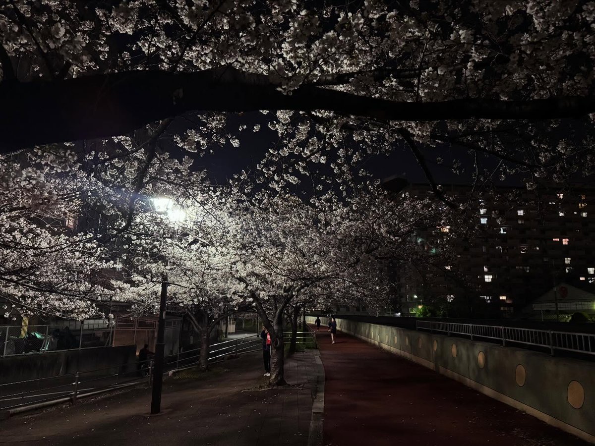 shinsuke_about's tweet photo. 夜の小散歩👣この時期だけ…なんて魅惑的なんでしょう🌸✨ https://t.co/rpLFKMUgyh