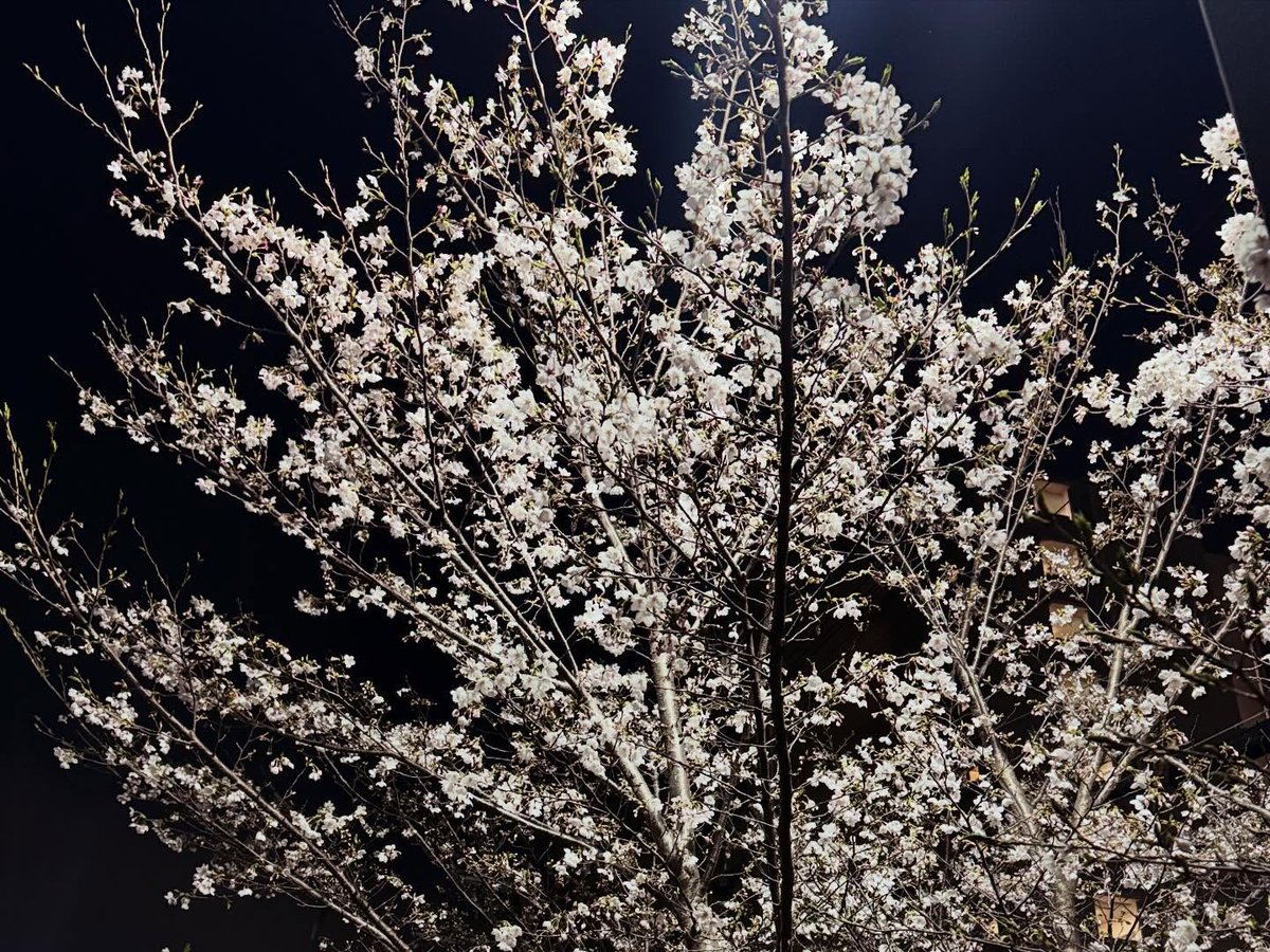 shinsuke_about's tweet photo. 夜の小散歩👣この時期だけ…なんて魅惑的なんでしょう🌸✨ https://t.co/rpLFKMUgyh