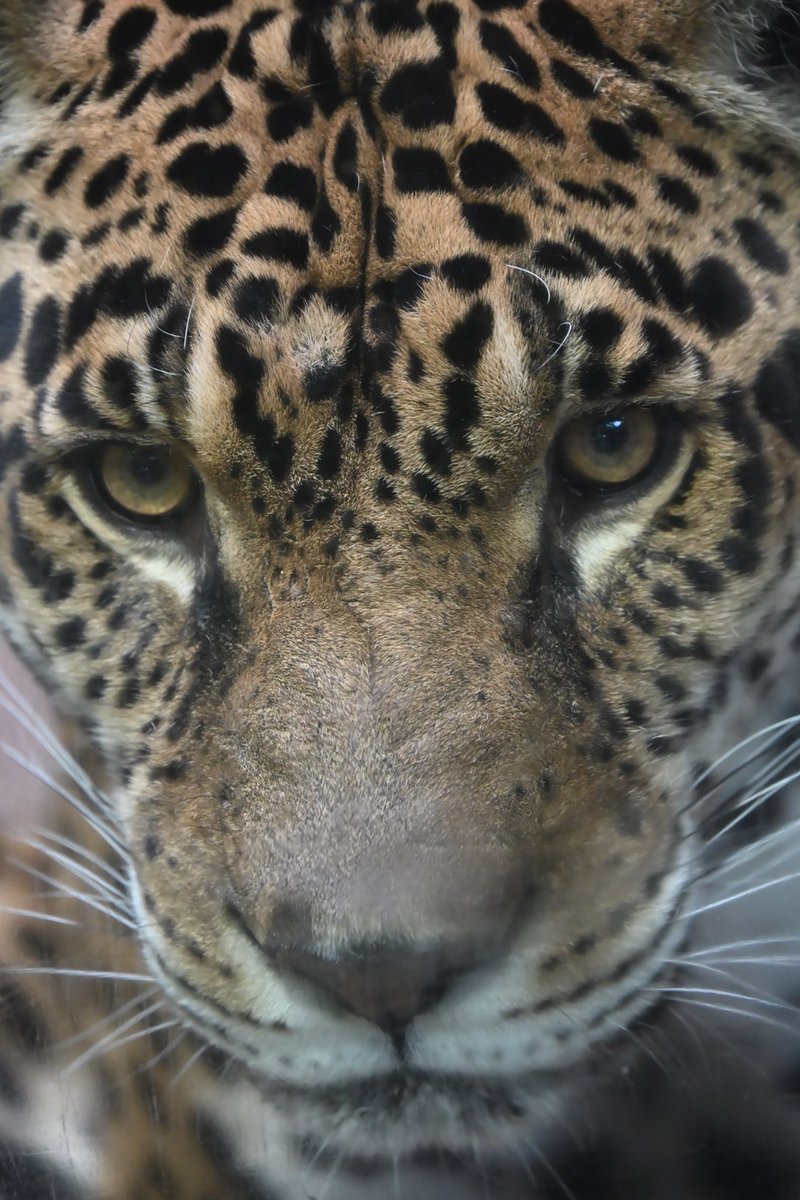 しっぽう tweet media