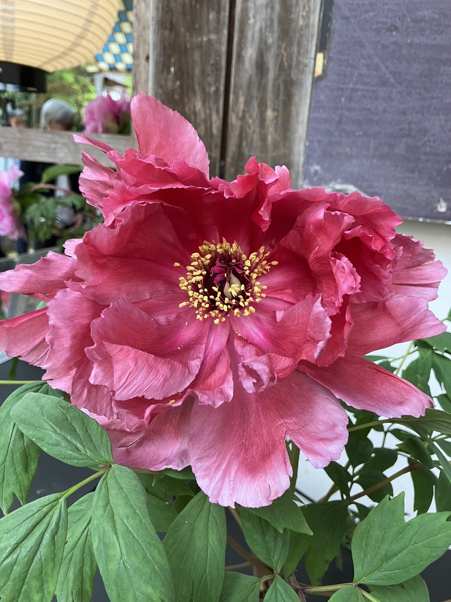 korosflower's tweet photo. Peony ‘Yamauba’

This is an old cultivar which was produced over 100years ago.

But its smoky red color is so unique and there is no similar cultivar. https://t.co/BzzFf12Pcw