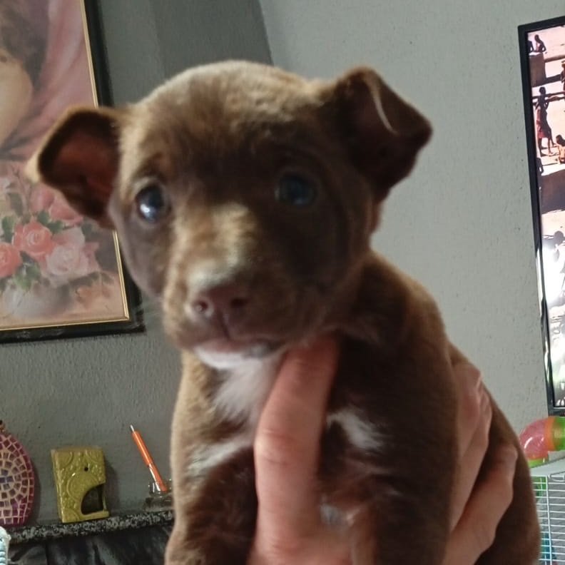 NUEVA VIDA ADOPCIONES tweet media