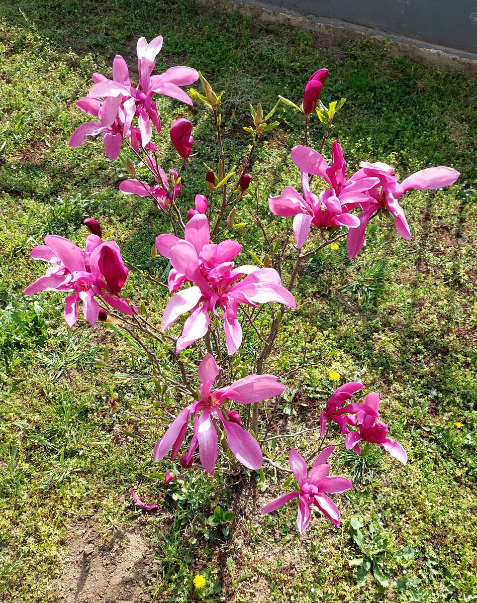 Rivarola tweet media