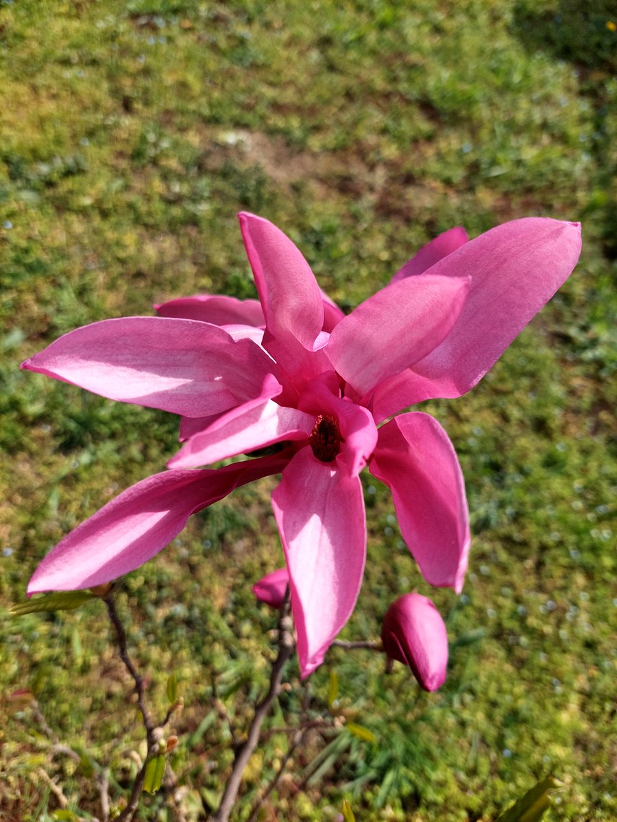 Rivarola tweet media