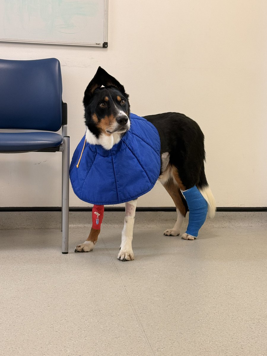 PipTheCollie tweet media