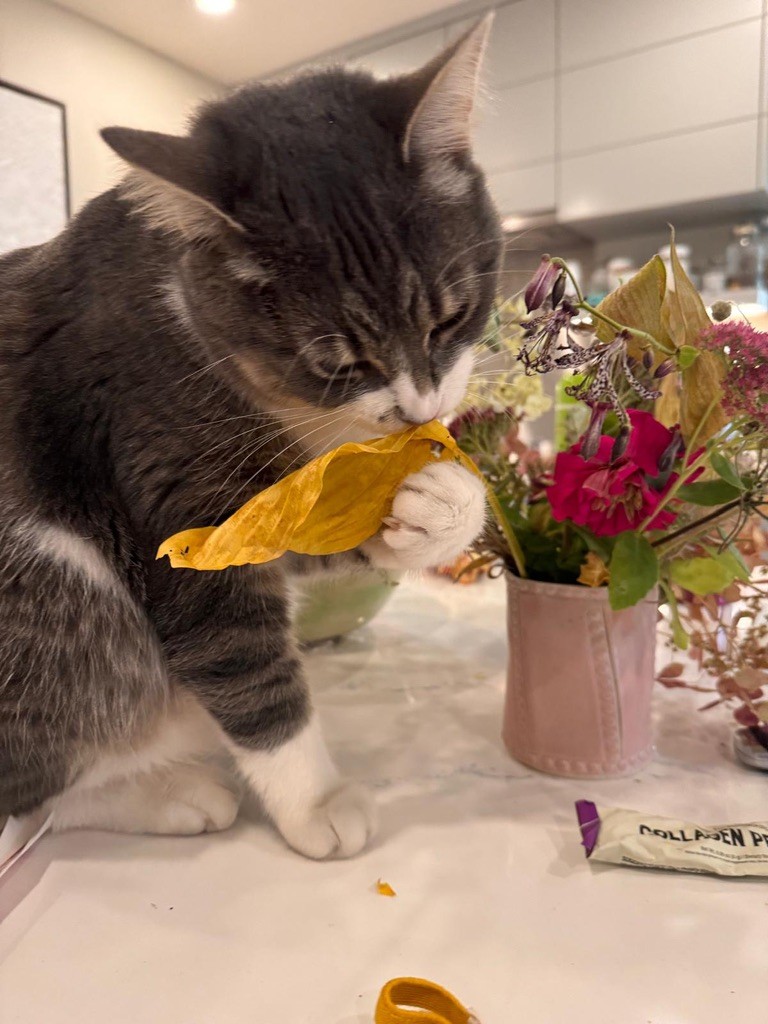 🇨🇦 Nico Carney, Purr Minister of Canada tweet media