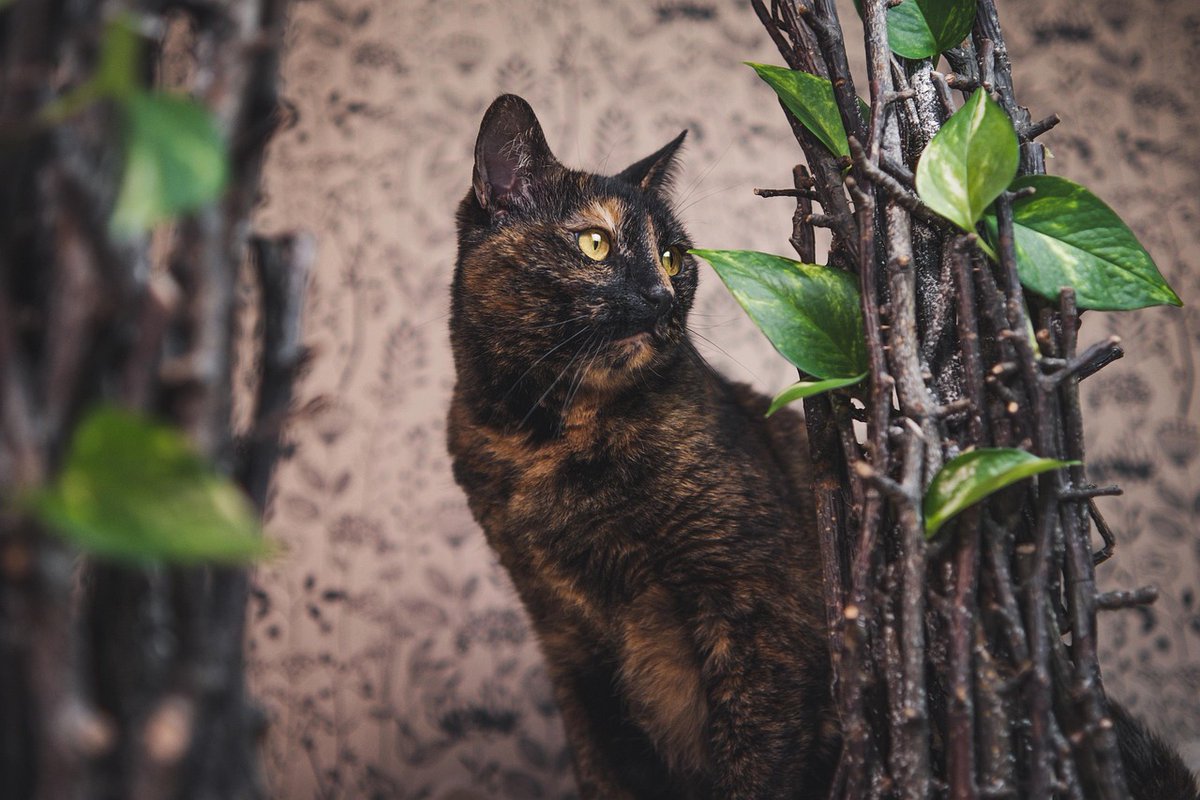 Kimberly Bowman tweet media