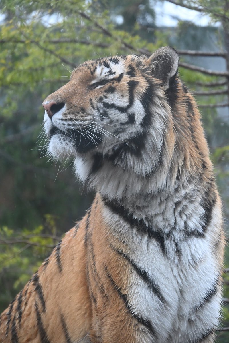 しっぽう tweet media