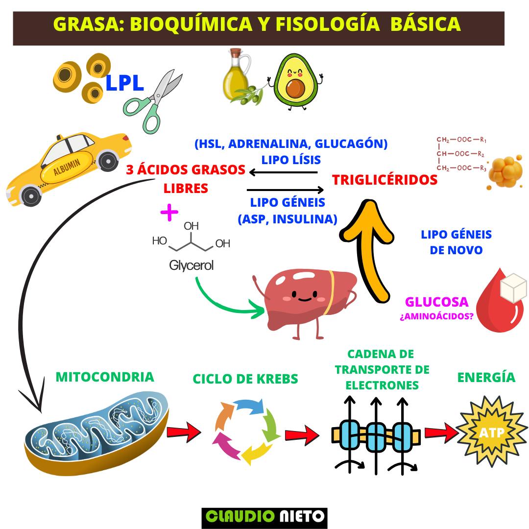 profeclaudioni1's tweet photo. 💥 ¿Qué pasa con la grasa que comes?

🥑 Primero entran los triglicéridos:
Son como una brocheta con 3 ácidos grasos clavados en un palito de glicerol. https://t.co/jaDHrLtDtR
