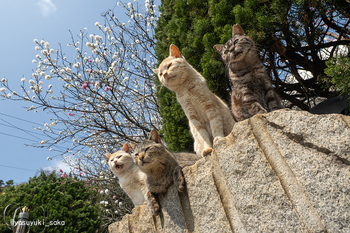 yasuyuki_saka's tweet image. 桃の花🌸
#猫 #ねこ #cat #猫写真