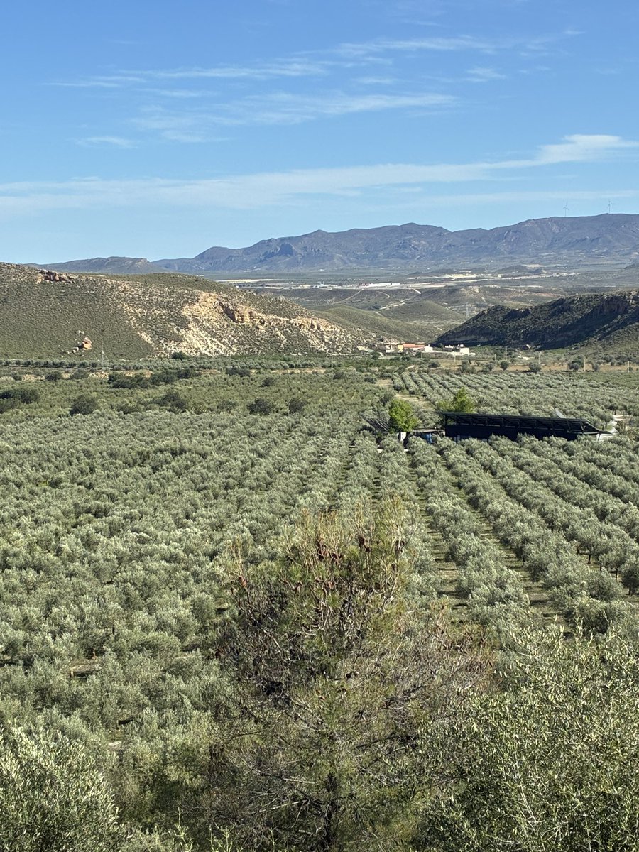 orodeldesierto's tweet photo. Spring it’s here #olivar #ecologico https://t.co/5YuFHuKfo2