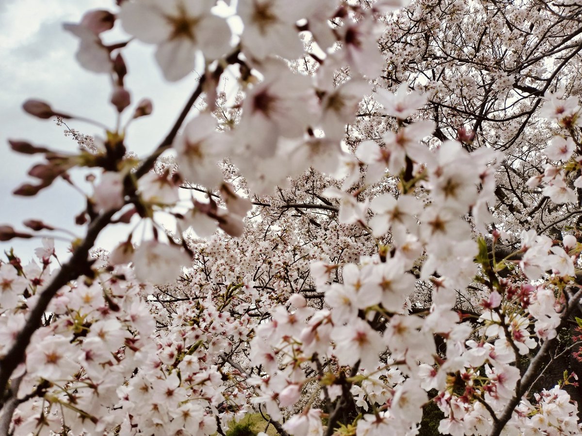 🌱ゆき🌻 tweet media