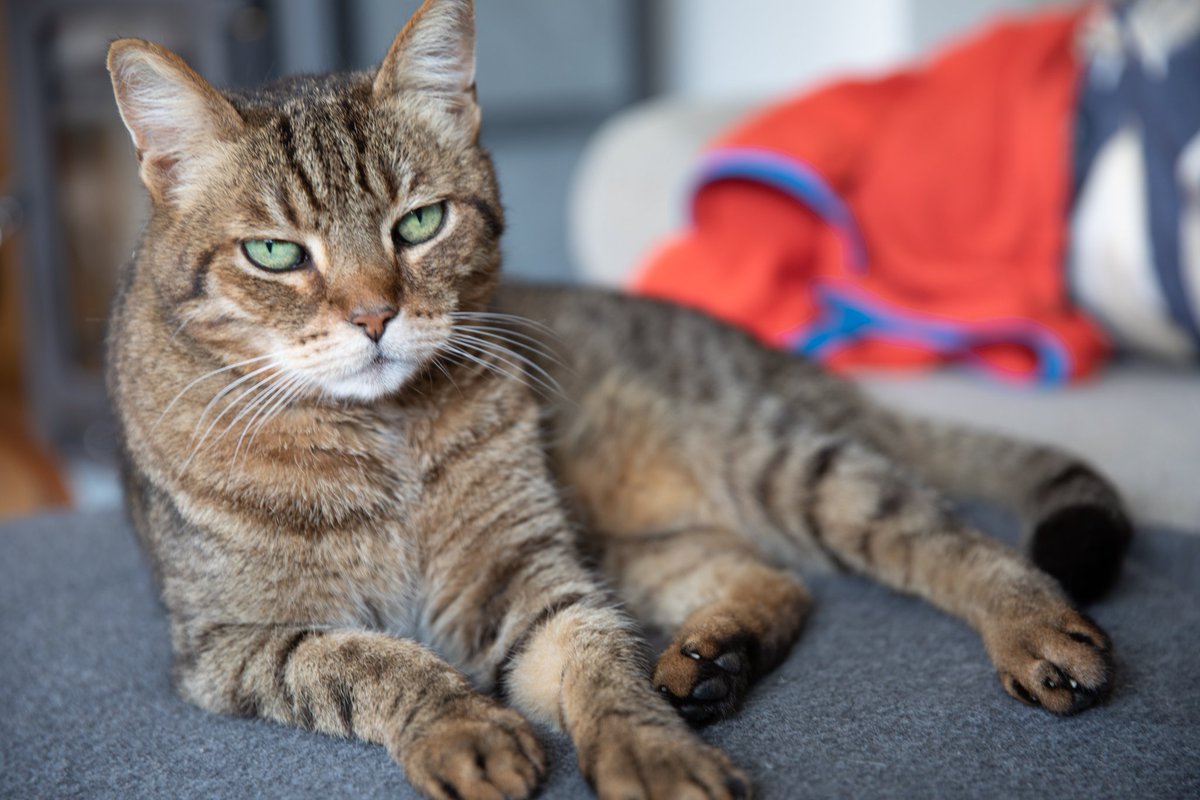 Cat (@Tabby9155) / Posts / X