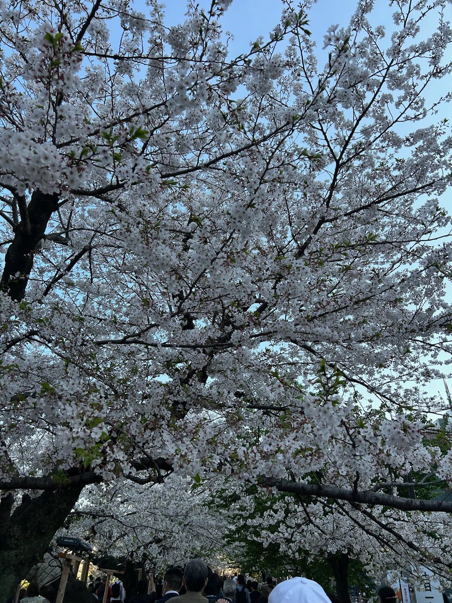 UCHIKAWAREO's tweet photo. 桜見れました🌸 https://t.co/QuYYHowaSN