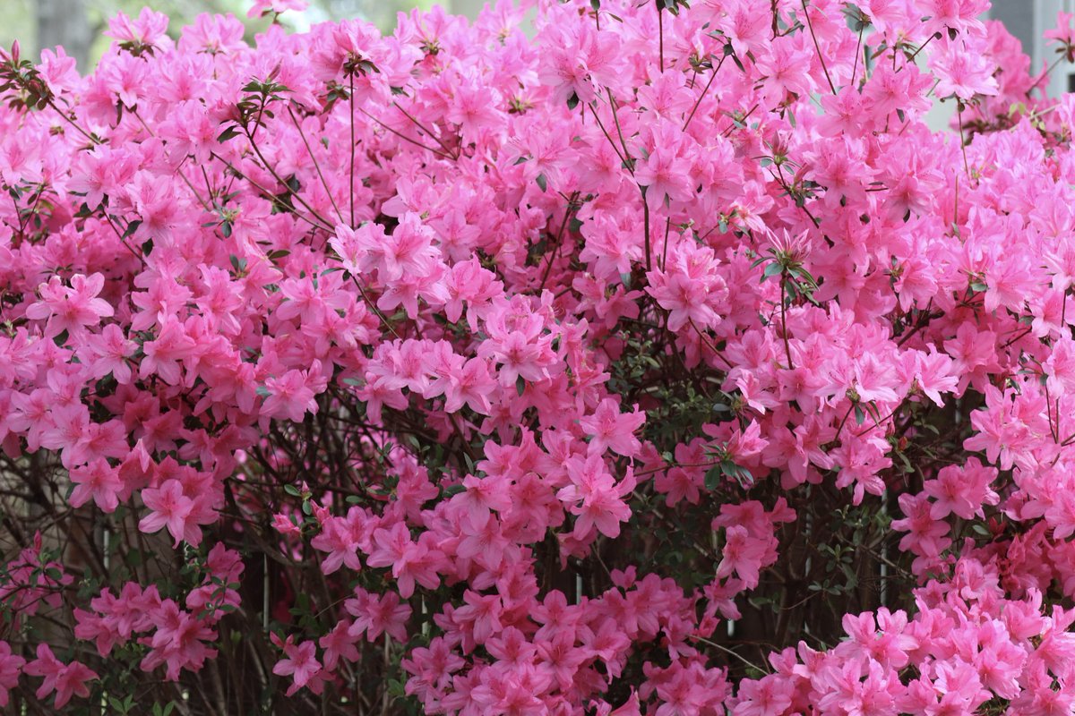 High Dividend Opportunities tweet media