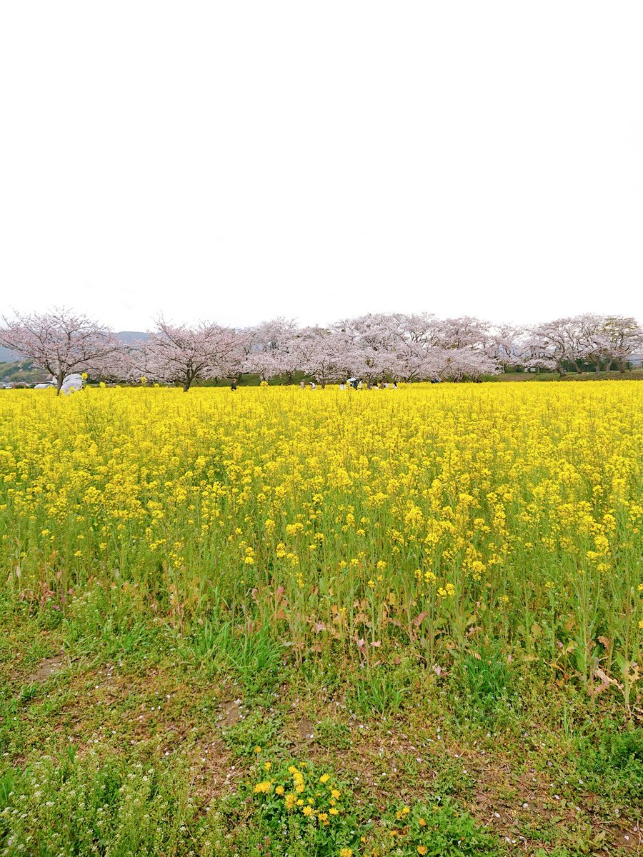 𝐲𝐮𝐦𝐢｜第31回キャリコン挑戦中✨ tweet media