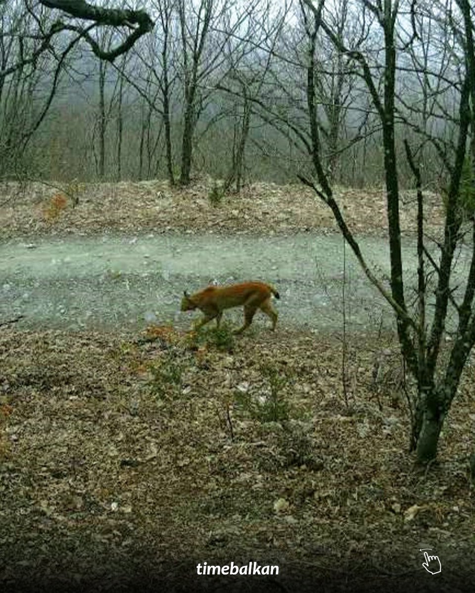 Time Balkan tweet media