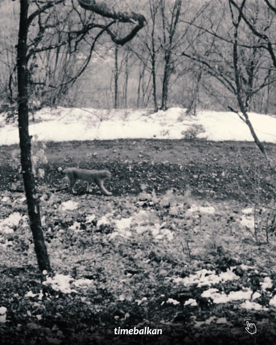 Time Balkan tweet media